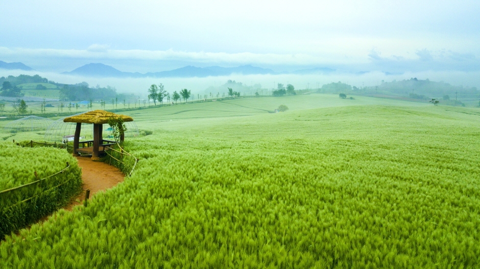 고창 청보리밭 축제 날씨 정보 전북 여행 코스 촬영 명소 가볼만한곳 봄여행 강아지 동반