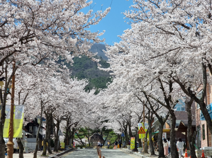 모악산 벚꽃 이미지 1