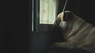 강아지 분리불안/출처:어도비스톡