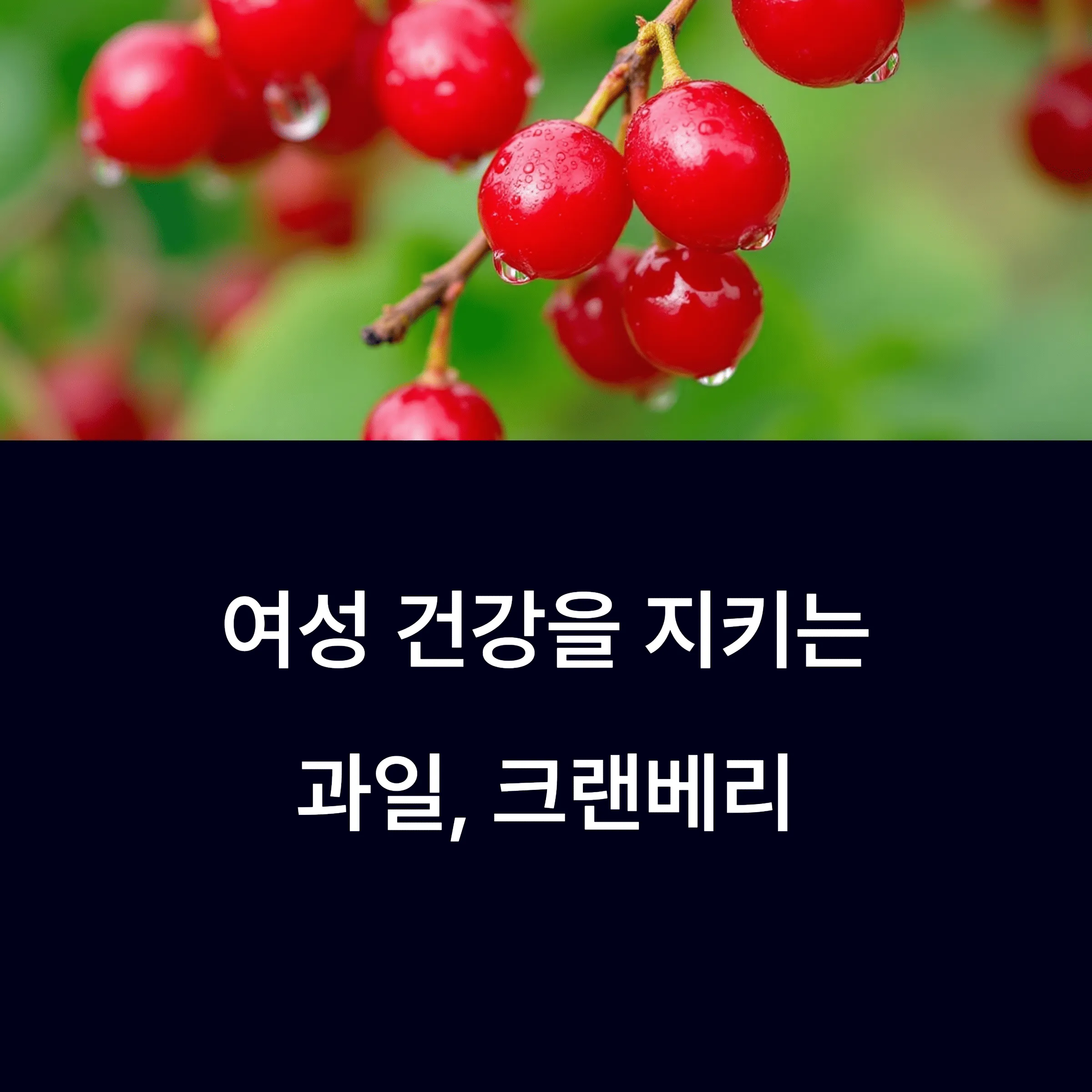 크랜베리 효능과 영양제 추천, 여성건강에 좋은 이유