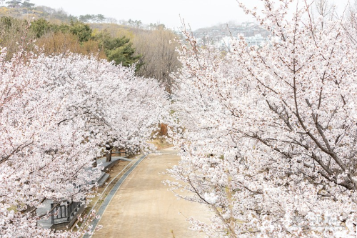 서울 벚꽃 명소