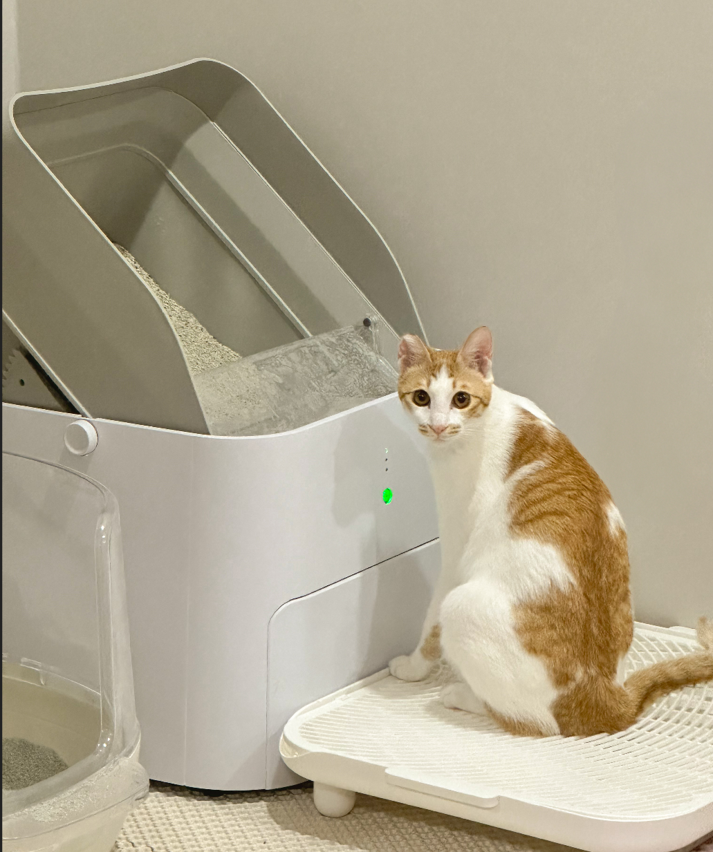 고양이 일반 화장실쓰는 모습과 자동화장실 쓰는 모습 비교한 이미지