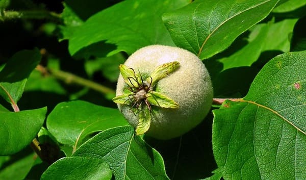 덜자란 모과 사진