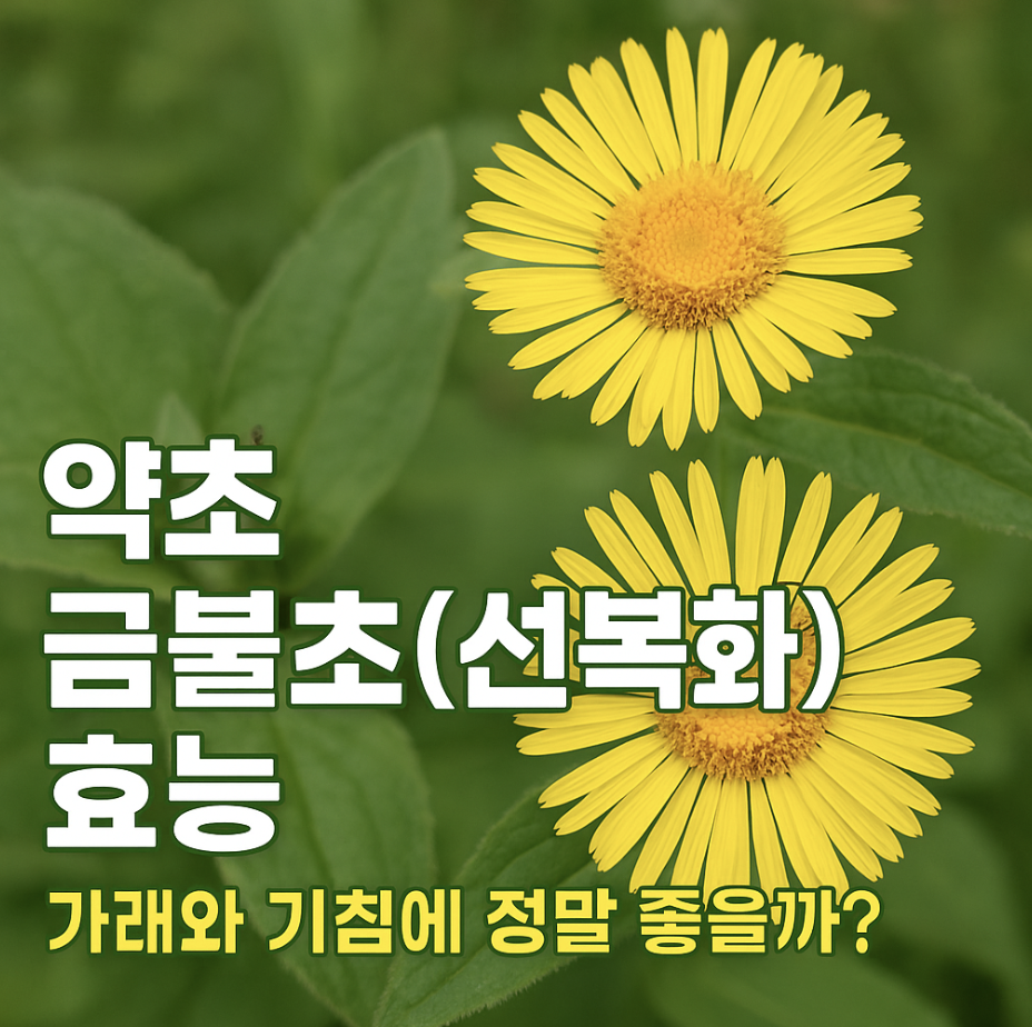 약초 금불초(선복화) 효능, 가래와 기침에 정말 좋을까?