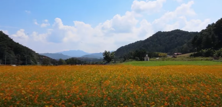 홍천-무궁화-수목원