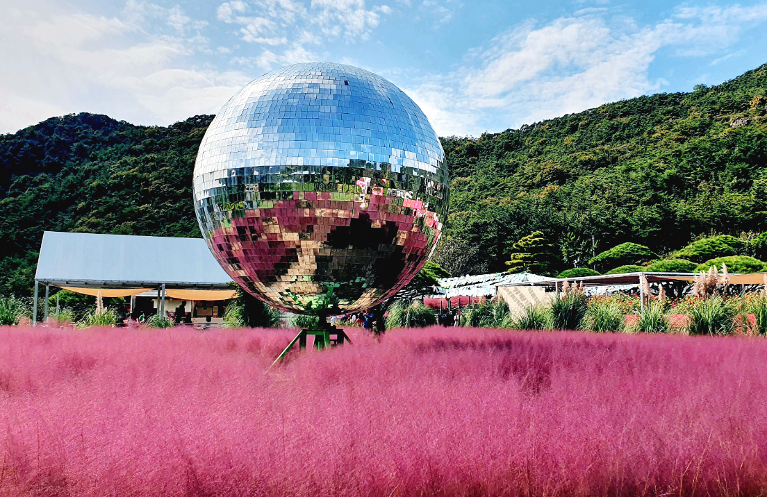 고창 꽃객프로젝트 핑크뮬리