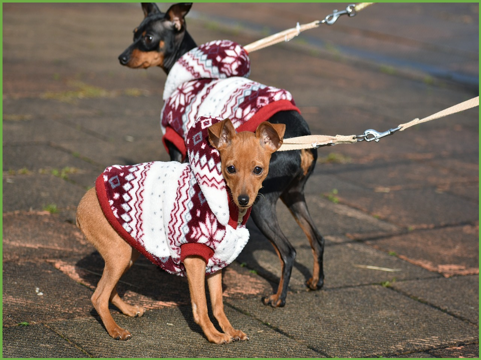 털 날림 방지 강아지 옷