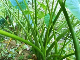 토란대 손질방법 말리는 방법을 정리_26