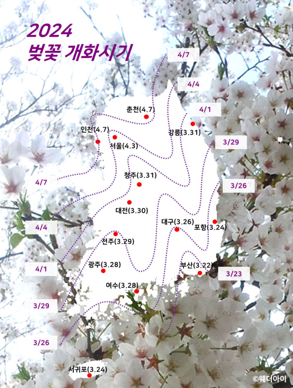 웨더아이 2024 벚꽃 개화시기
