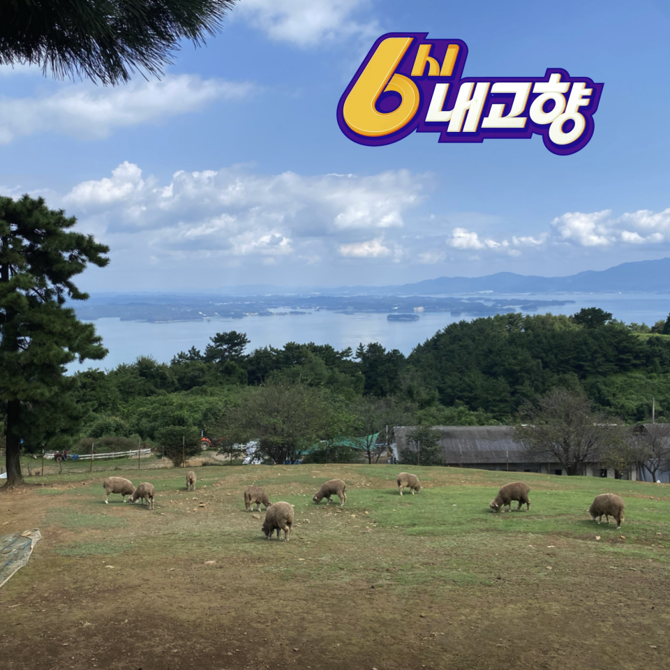 6시 내고향 남해양떼목장 양모리학교 산양유 체험