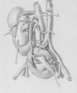 신장이 안좋으면 나타나는 증상