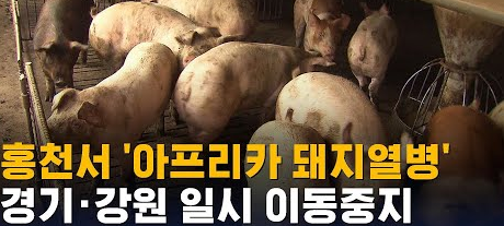 아프리카 돼지열병 강원도 홍천