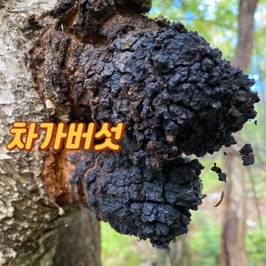 차가버섯