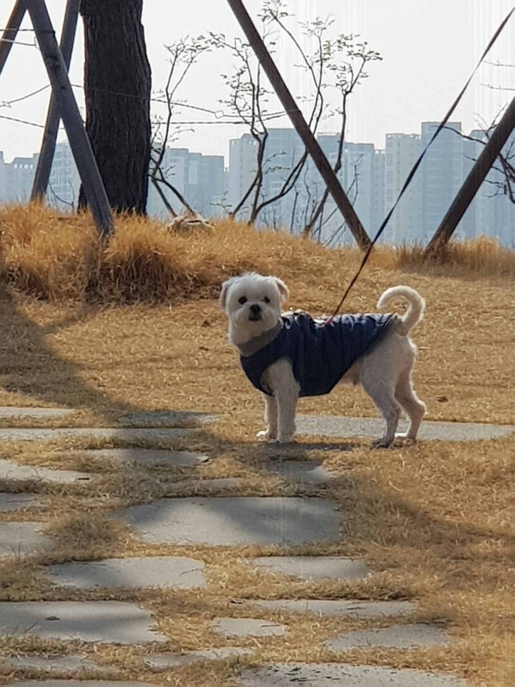 산책하는 강아지, 실외배변하는 강아지