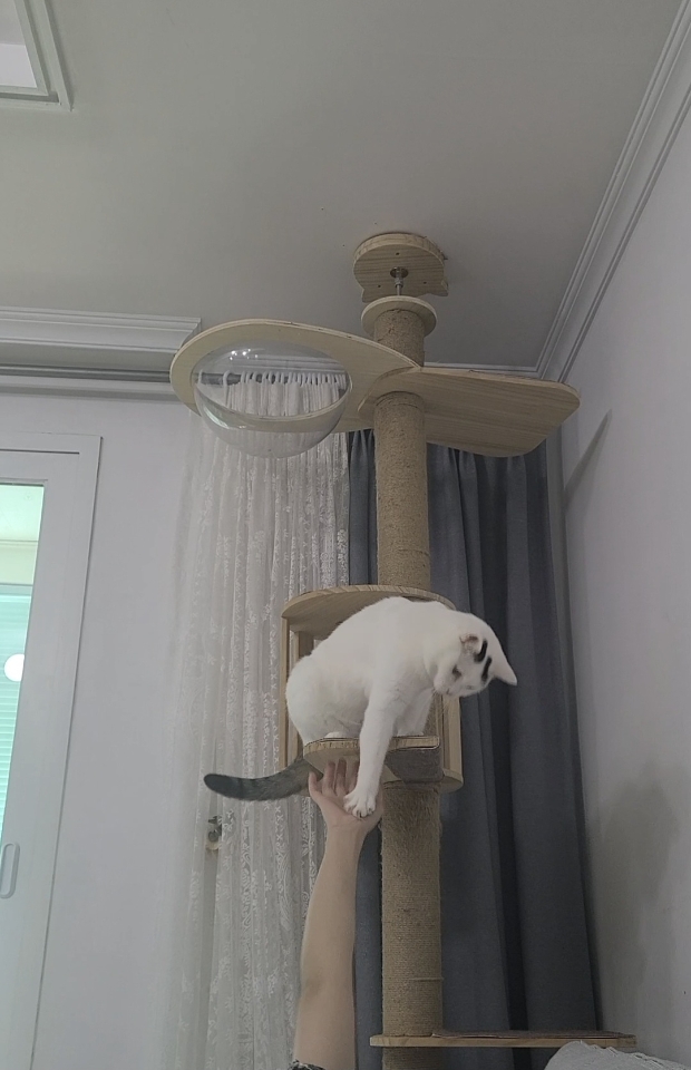 고양이 쌈무의 냥냥펀치
