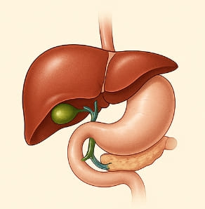 간수치가 올라가는 이유와 간수치 내리는 방법