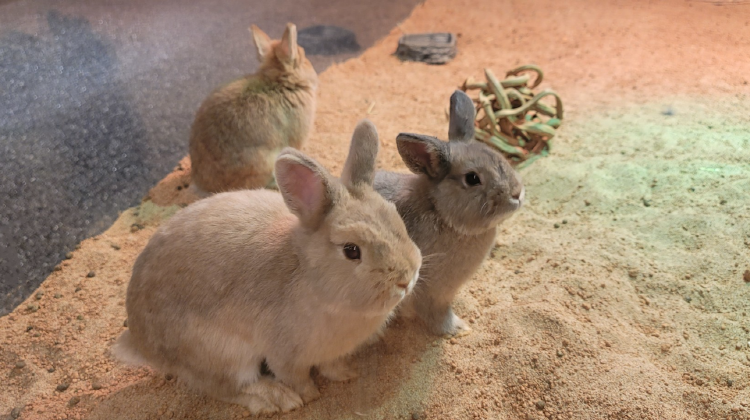 가평 신비동물원