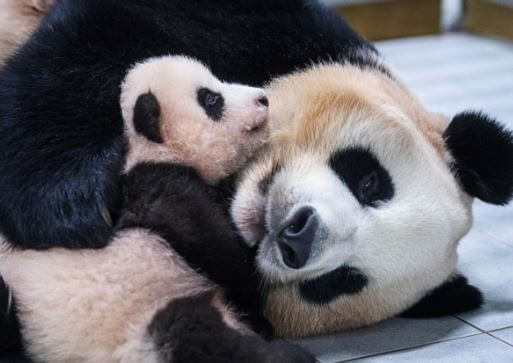 아이바오 푸바오