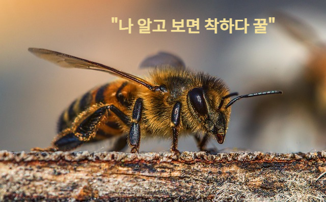 생태계 필수 곤충 꿀벌