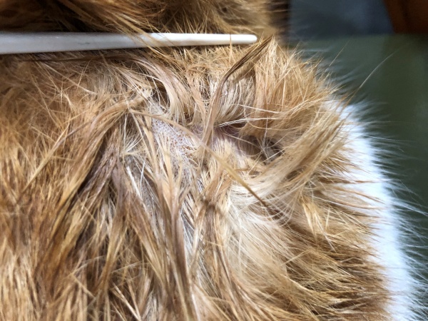 할타바사용후기