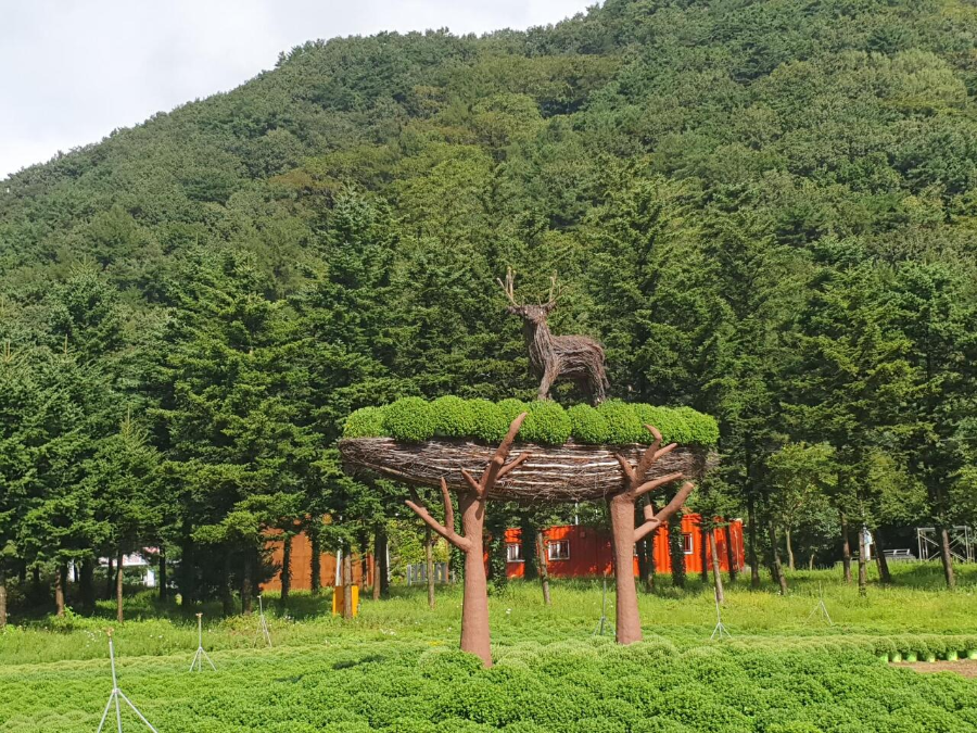 인제에서 꽃길만 걷자15