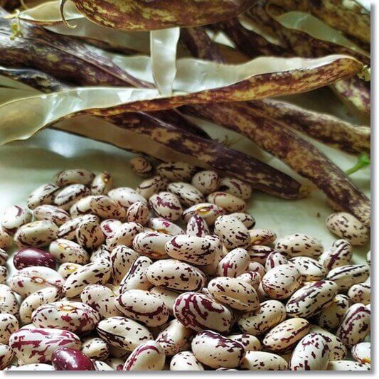 호랑이 콩 효능 및 영양소 먹는 법과 주의점