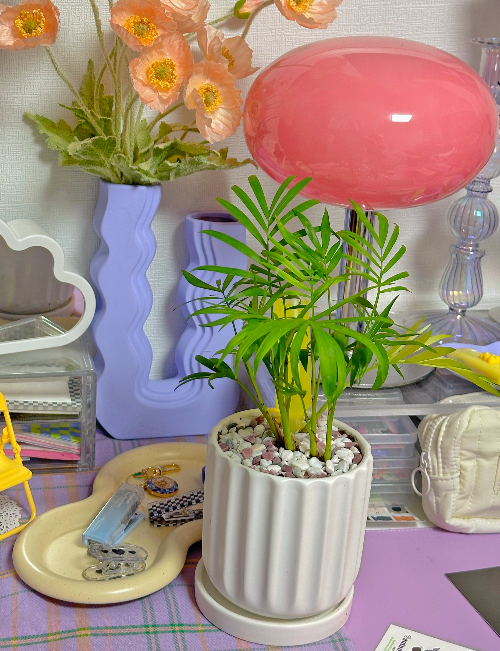 테이블 야자 병해충