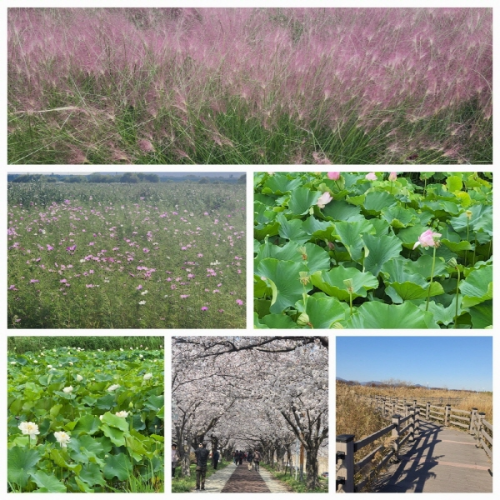 부산 가볼 만한 곳 대저생태공원 계절변화