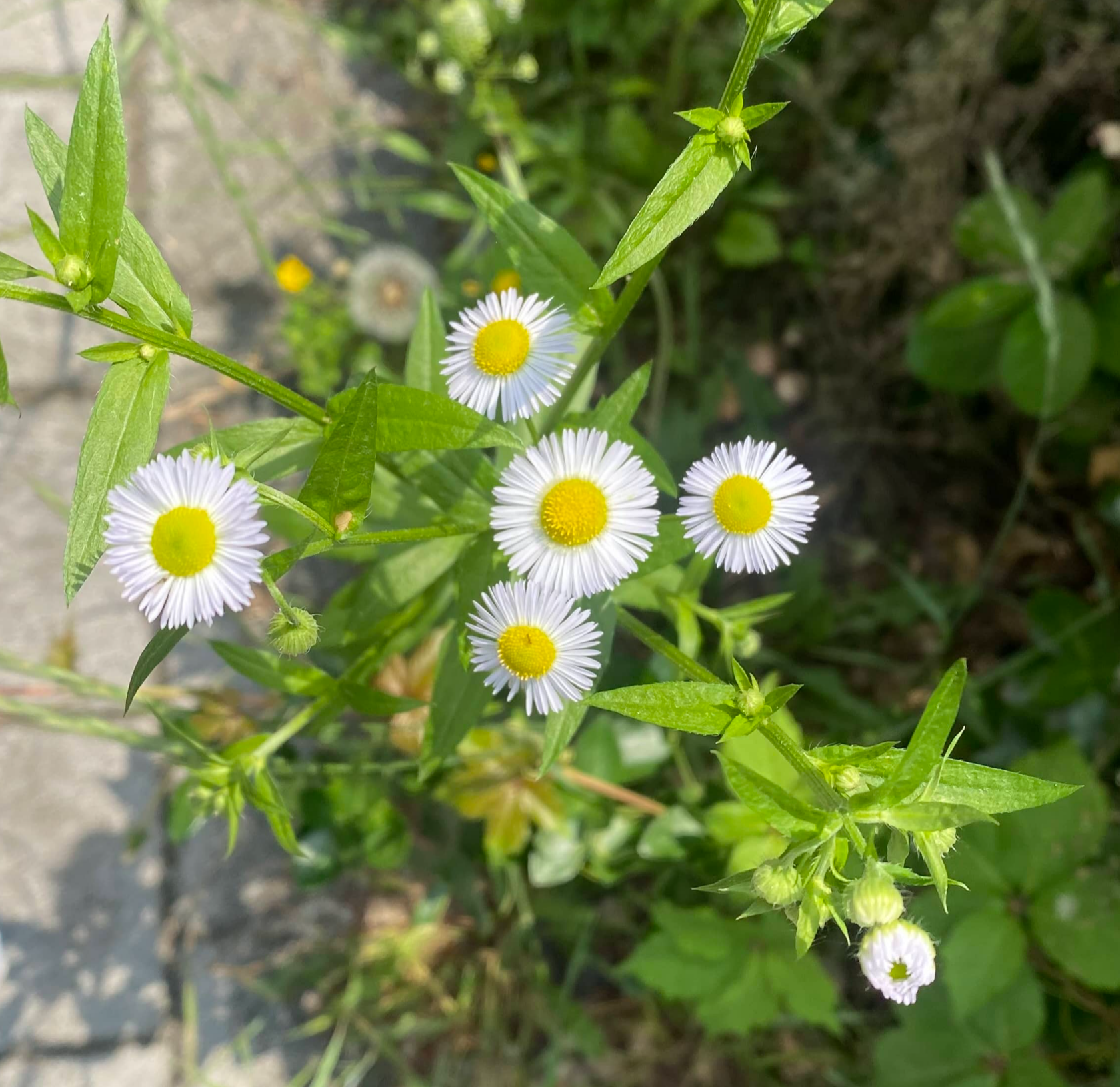 가드닝