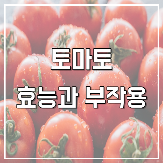 토마토 효능과 부작용
