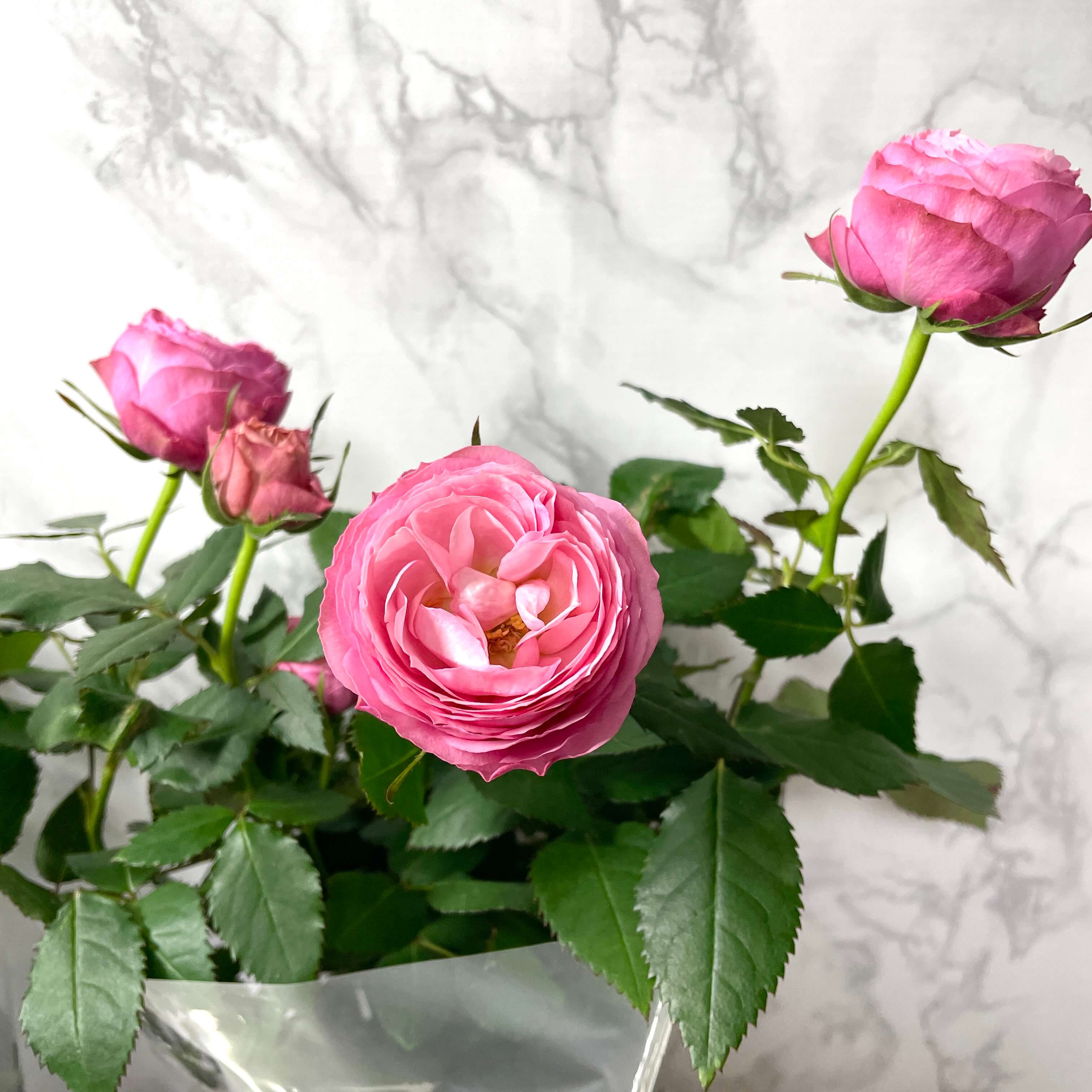 장미꽃 묘목 모종 키우는 방법