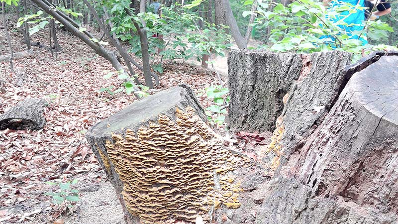 북한산둘레길 방학동길