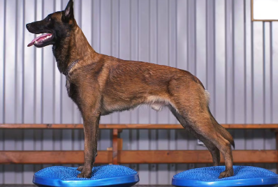 밸런스 디스크로 근육 트레이닝하는 개.