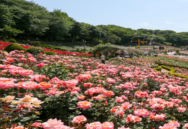 부천장미축제