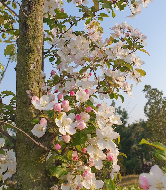 충남 서산에서 맨발로 산책하기 : 5곳 선정