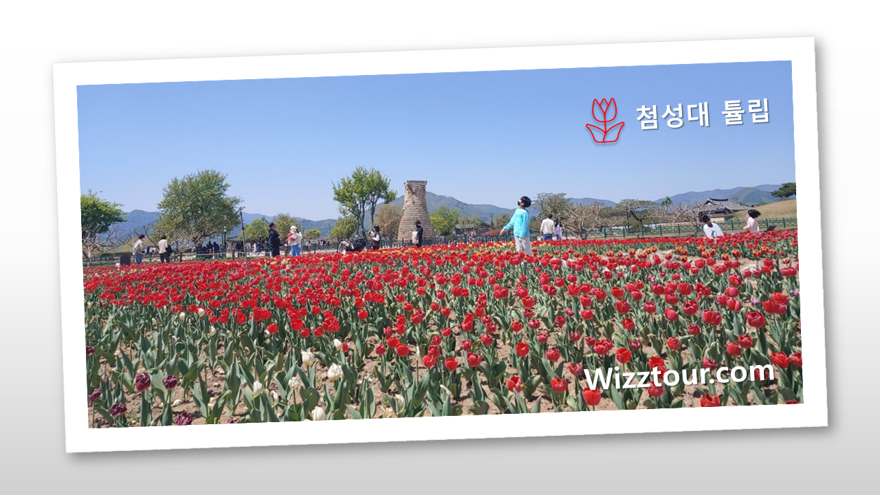 첨성대에 핀 튤립 모습