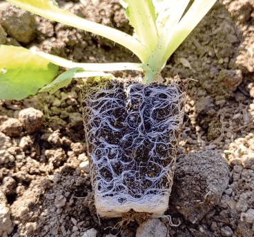 김장 배추 모종 심는 시기