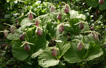 우리나라 특산식물 댕강나무와 댕강나무 꽃말 꽃댕강나무_10