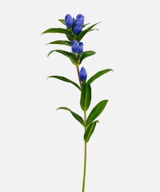 용담(Gentiana scabra): 소화기 질환 치료 전통과 현대적 검증