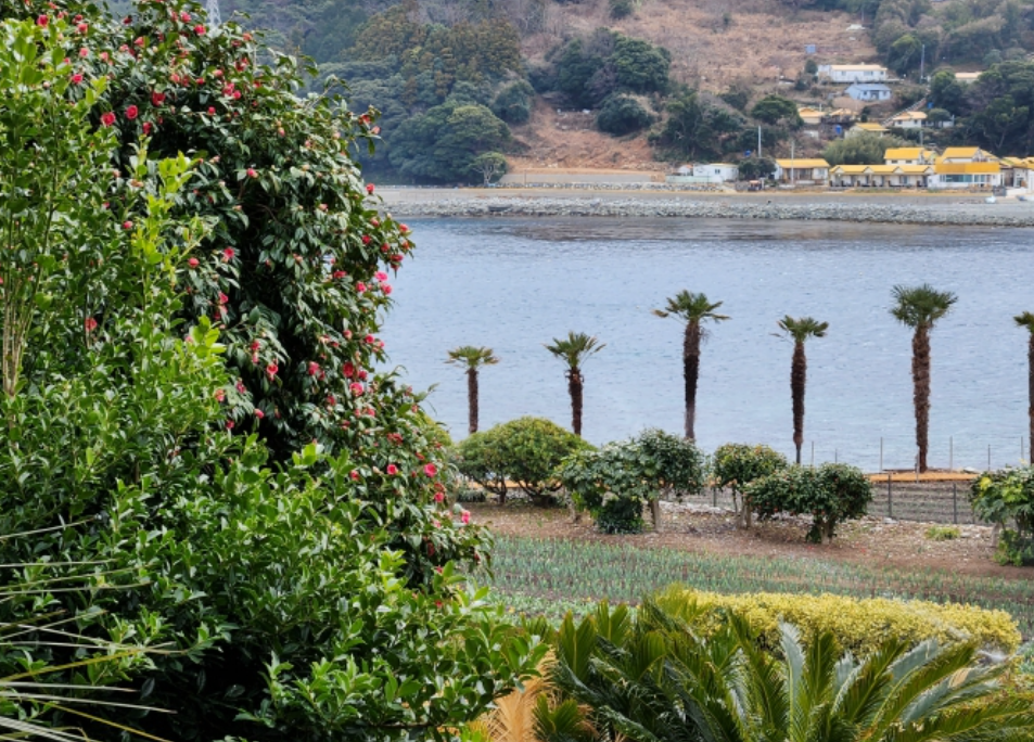 공곶이 수선화13