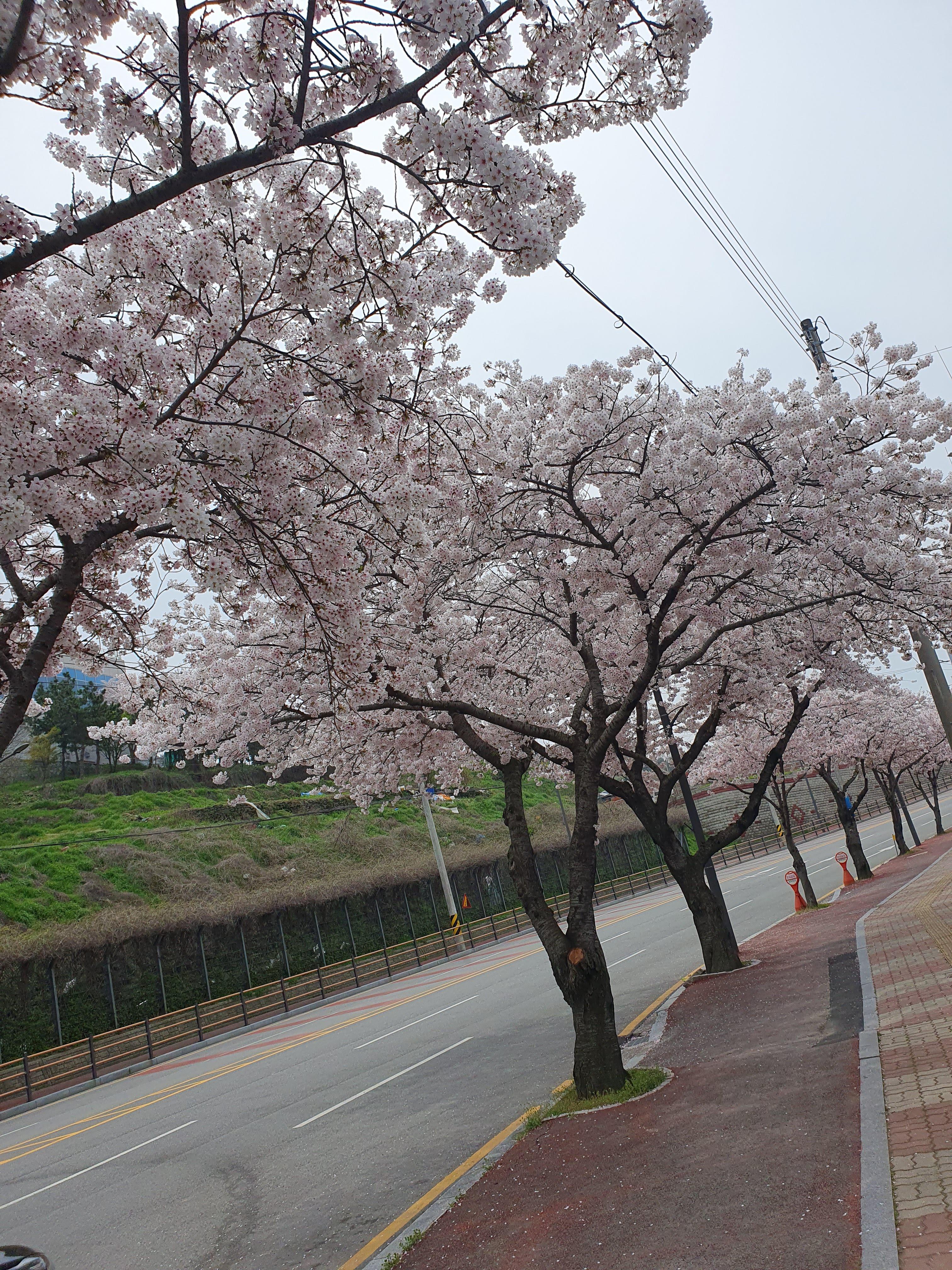 목포교육지원청 벚꽃