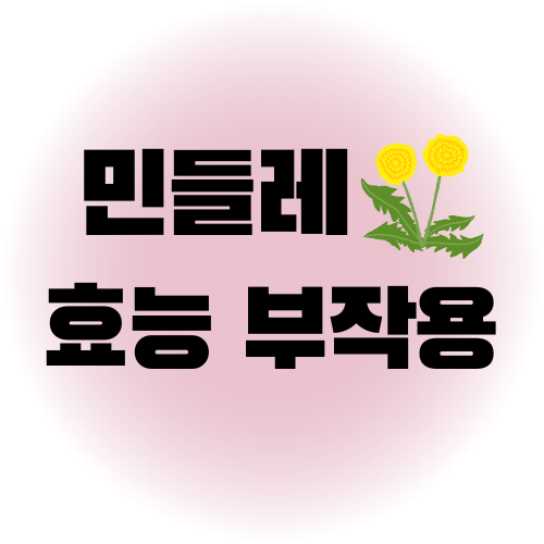 민들레