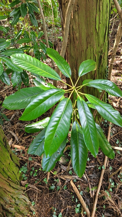 제주-가족여행-코스-마음디톡스-비밀의 숲-휴양림