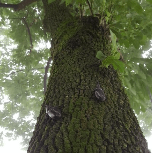 생방송오늘저녁 김천 호두농장