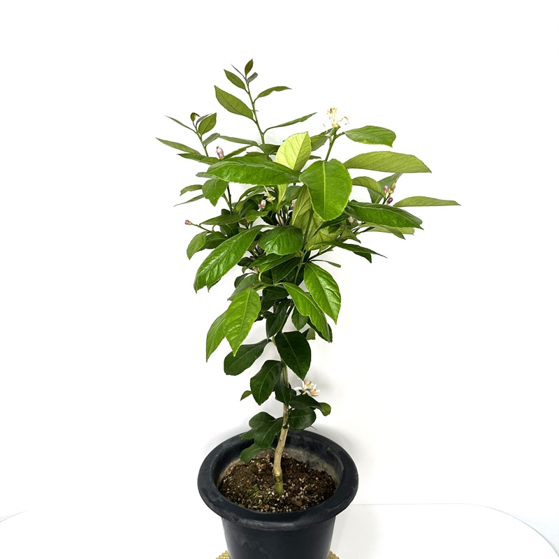 레몬나무 키우기 묘목 판매