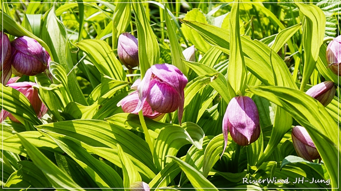 노고단 야생화 복주머니