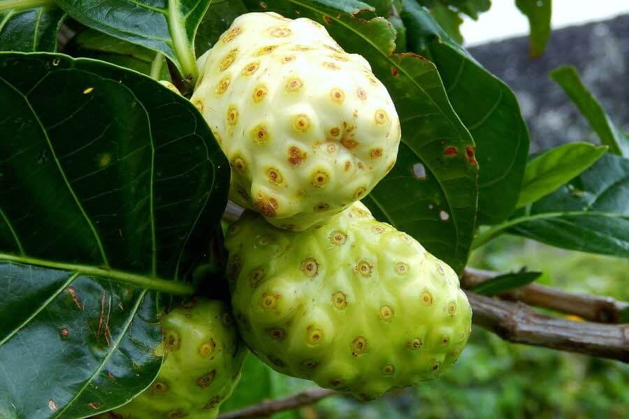 노니 효능 부작용 분말 복용법 2