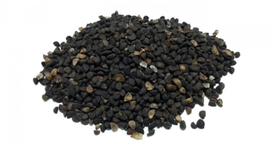 야생에서 채취를 한 나팔꽃의 씨앗을 하얀 바닥 위에 수북하게 놓아두고 찍은 사진