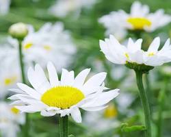 캐모마일 이미지 사진