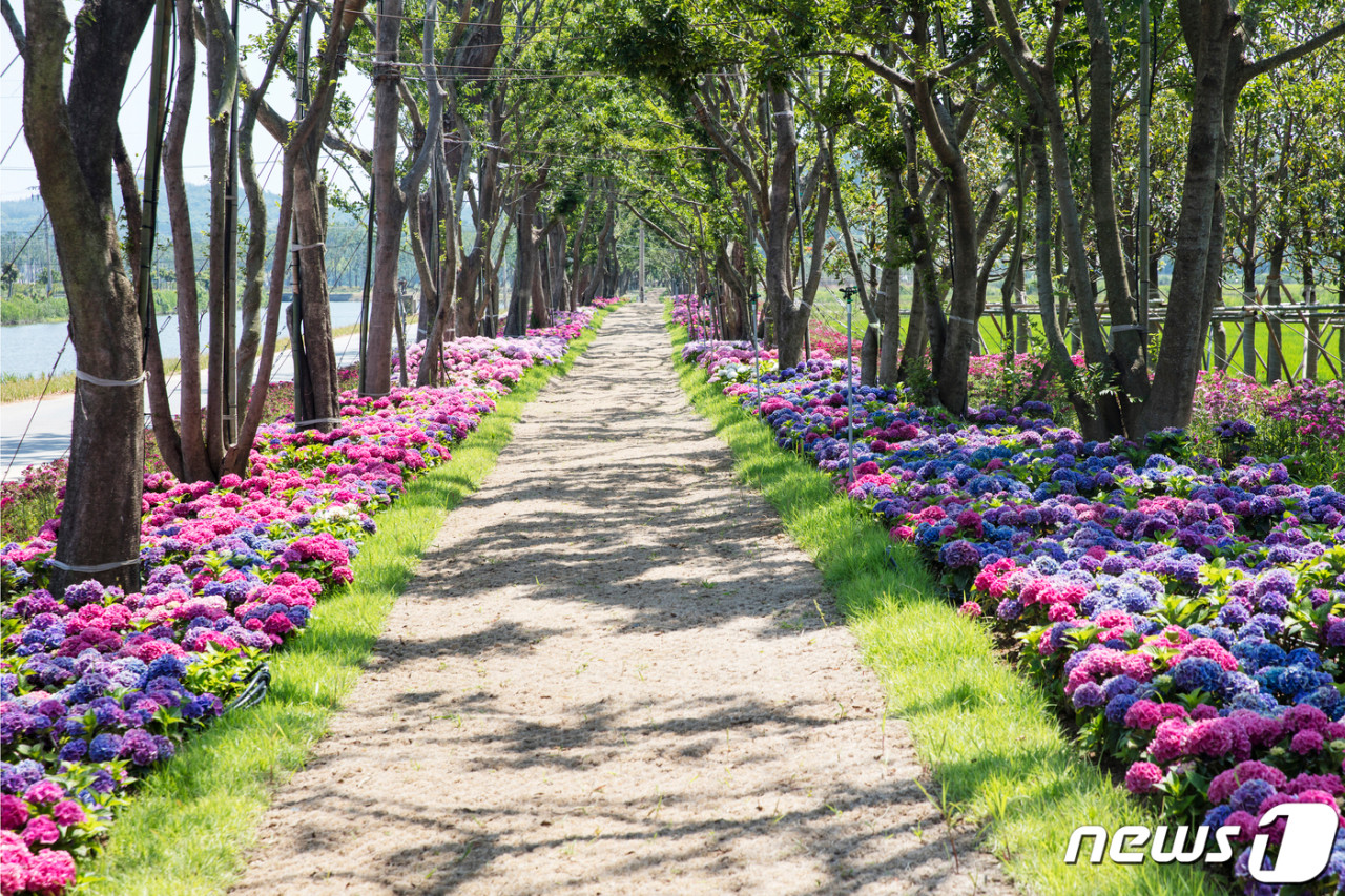 신안 섬 수국축제
